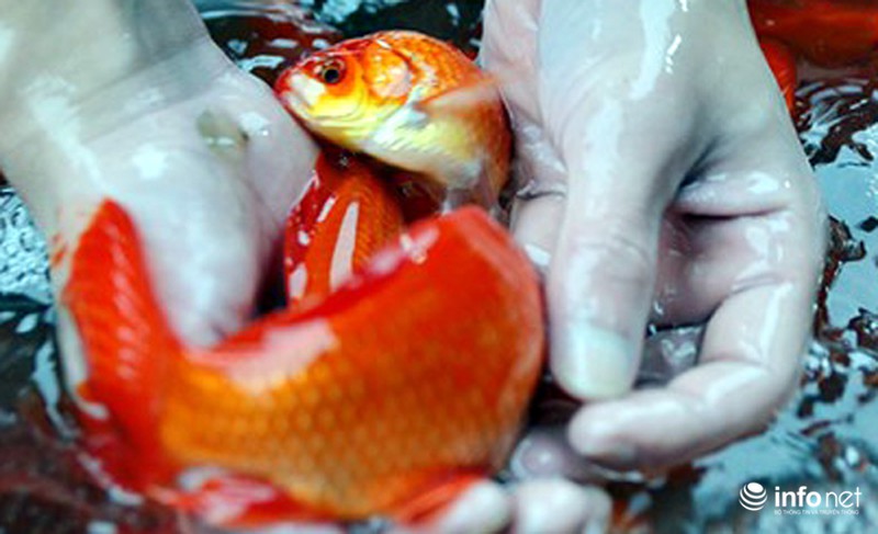 Chợ cá lớn nhất Thủ đô đầy ắp cá chép vàng tiễn ông Táo - ảnh 3