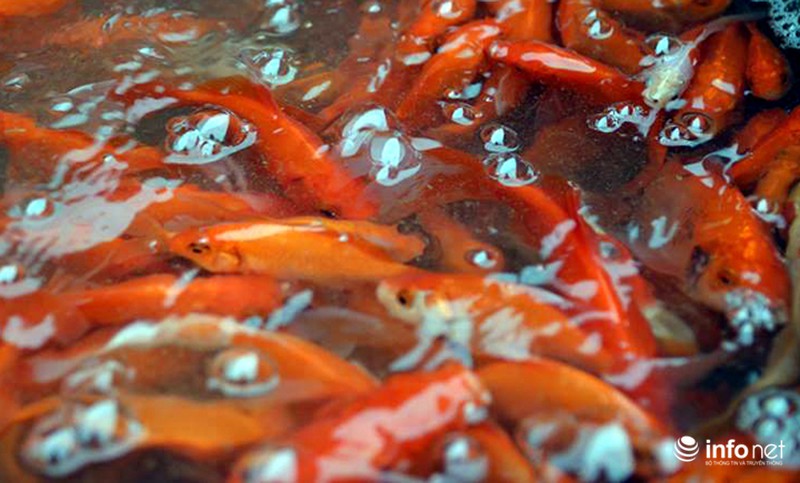 Chợ cá lớn nhất Thủ đô đầy ắp cá chép vàng tiễn ông Táo - ảnh 4