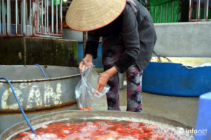 Chợ cá lớn nhất Thủ đô đầy ắp cá chép vàng tiễn ông Táo - ảnh 5