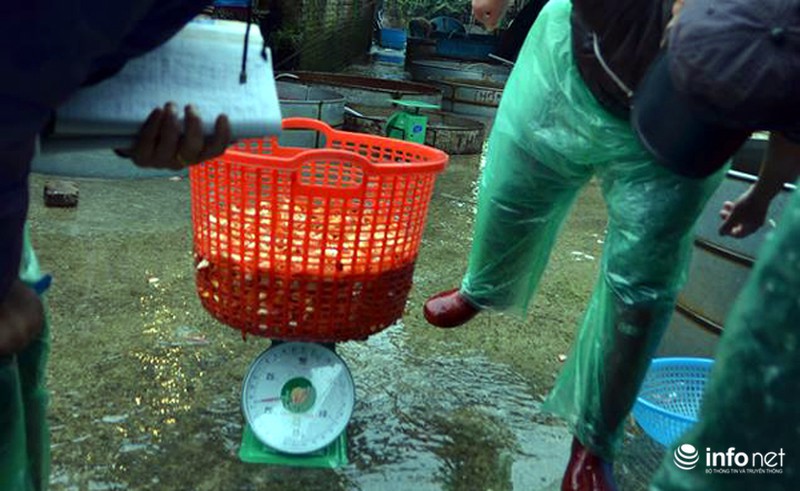 Chợ cá lớn nhất Thủ đô đầy ắp cá chép vàng tiễn ông Táo - ảnh 6