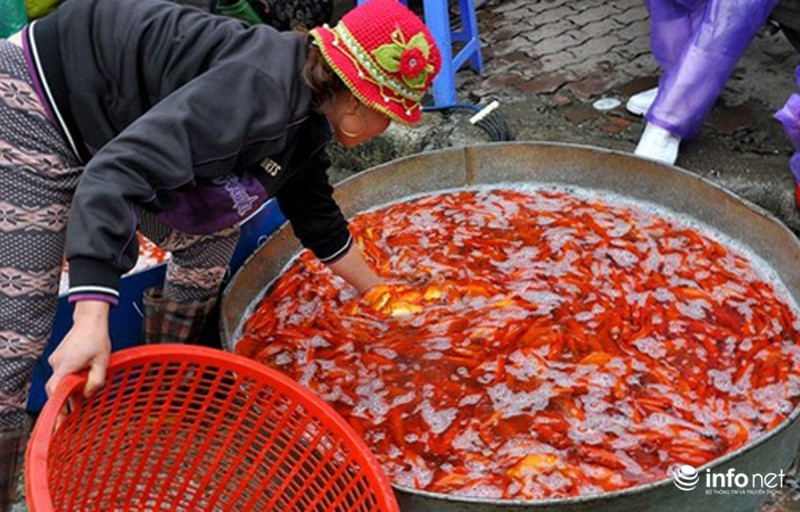 Chợ cá lớn nhất Thủ đô đầy ắp cá chép vàng tiễn ông Táo - ảnh 7