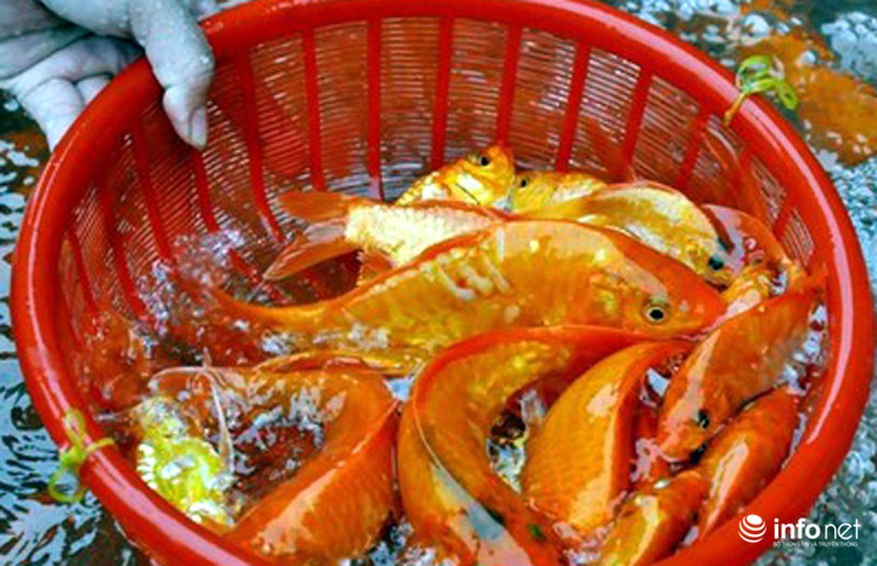 Chợ cá lớn nhất Thủ đô đầy ắp cá chép vàng tiễn ông Táo - ảnh 8