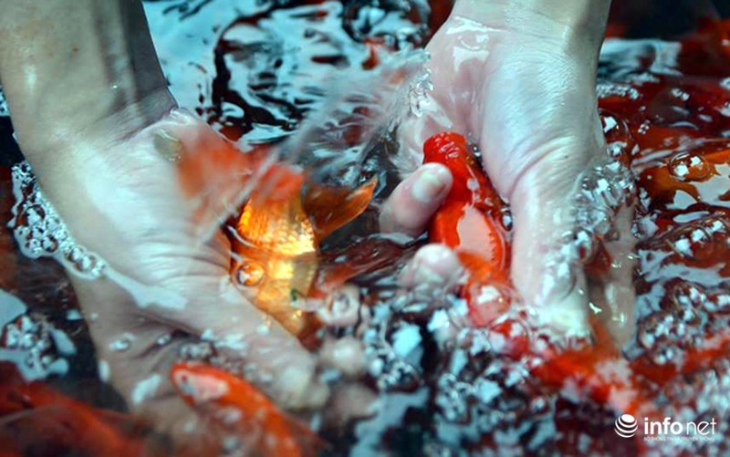 Chợ cá lớn nhất Thủ đô đầy ắp cá chép vàng tiễn ông Táo - ảnh 9