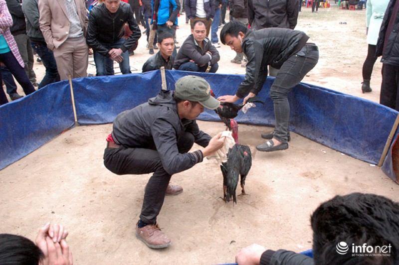Hội Lim: Nơi hát quan họ hay sới gà sát phạt nhau? - ảnh 5