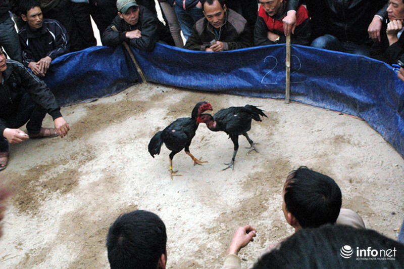 Hội Lim: Nơi hát quan họ hay sới gà sát phạt nhau? - ảnh 6