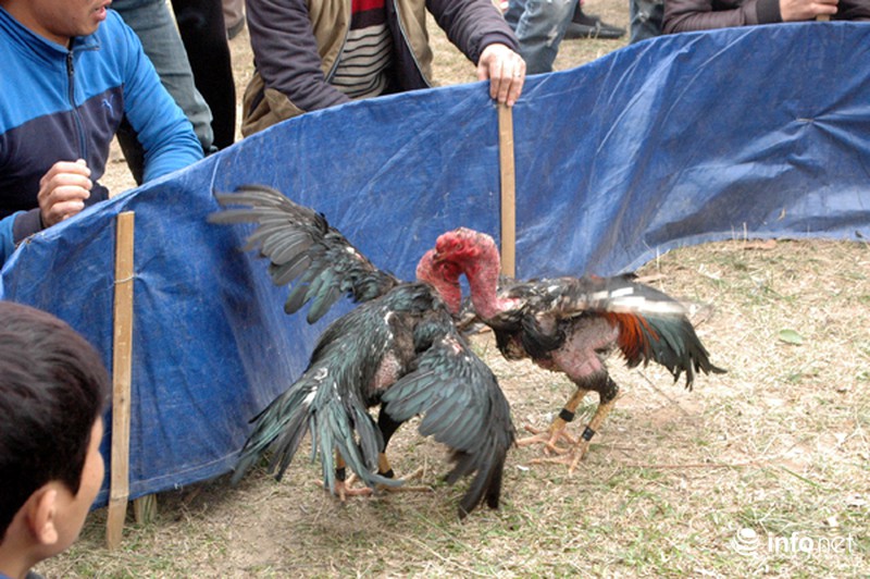 Hội Lim: Nơi hát quan họ hay sới gà sát phạt nhau? - ảnh 7