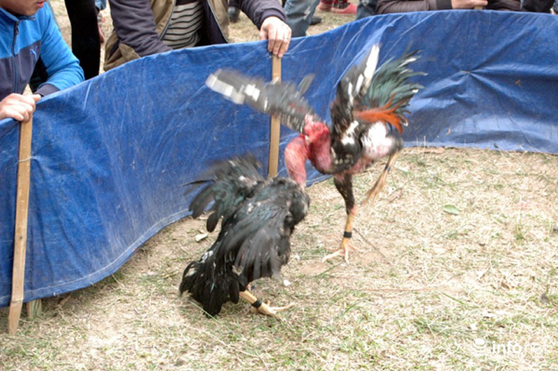 Hội Lim: Nơi hát quan họ hay sới gà sát phạt nhau? - ảnh 2