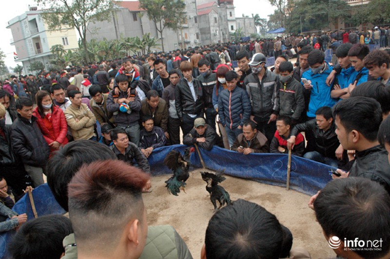Hội Lim: Nơi hát quan họ hay sới gà sát phạt nhau? - ảnh 8