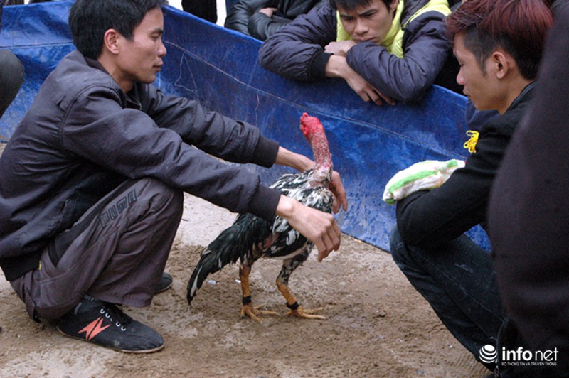 Hội Lim: Nơi hát quan họ hay sới gà sát phạt nhau? - ảnh 4