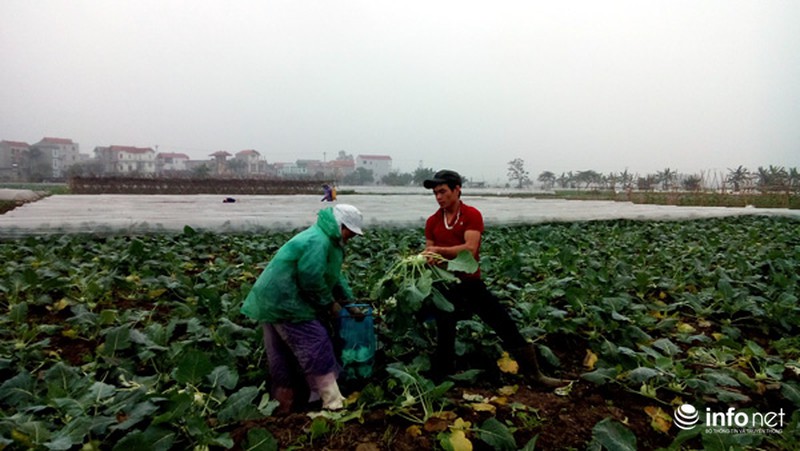Vùng rau sạch lớn nhất Hà Nội: Rau độc, rau sạch trông chờ... lương tâm - ảnh 3