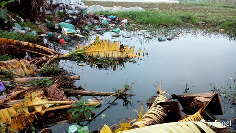 Vùng rau sạch lớn nhất Hà Nội: Rau độc, rau sạch trông chờ... lương tâm - ảnh 11