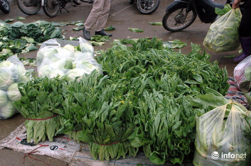Vùng rau sạch lớn nhất Hà Nội: Rau độc, rau sạch trông chờ... lương tâm - ảnh 12