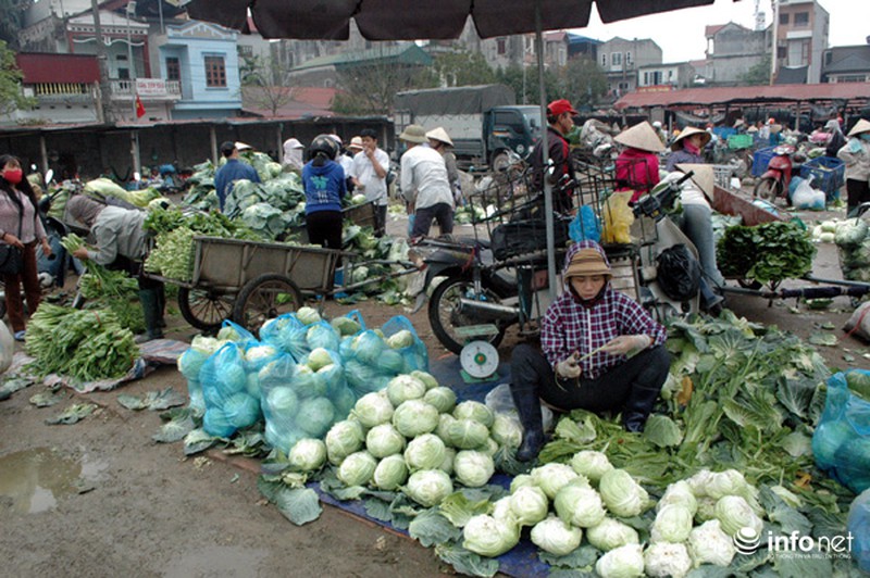 Vùng rau sạch lớn nhất Hà Nội: Rau độc, rau sạch trông chờ... lương tâm - ảnh 17