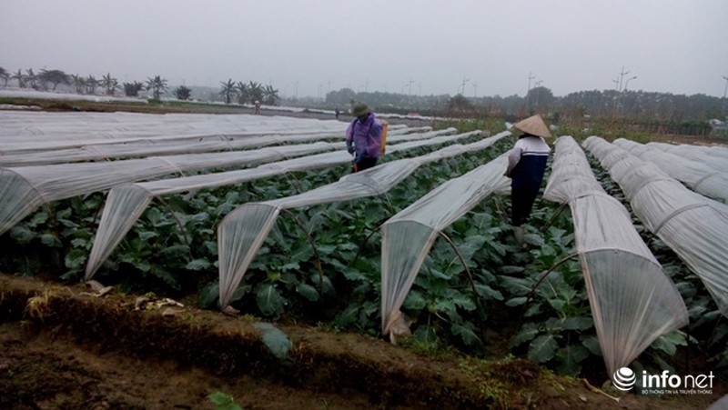 Vùng rau sạch lớn nhất Hà Nội: Rau độc, rau sạch trông chờ... lương tâm - ảnh 4