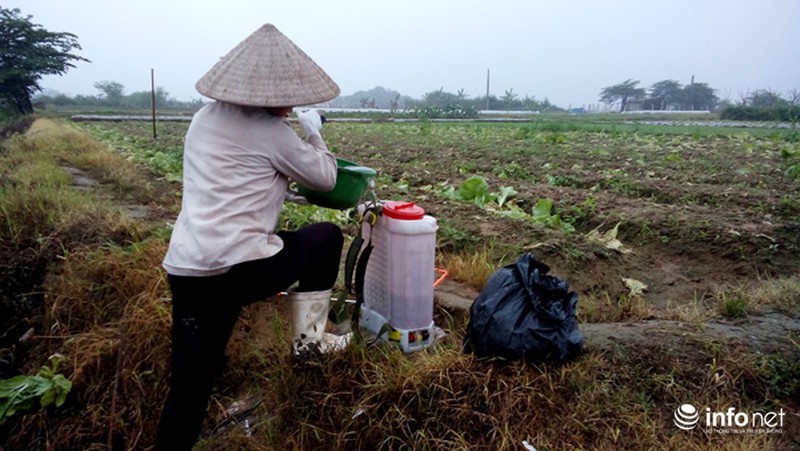 Vùng rau sạch lớn nhất Hà Nội: Rau độc, rau sạch trông chờ... lương tâm - ảnh 5