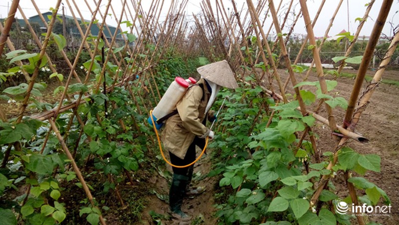 Vùng rau sạch lớn nhất Hà Nội: Rau độc, rau sạch trông chờ... lương tâm - ảnh 6