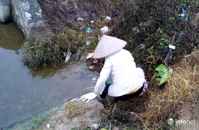 Vùng rau sạch lớn nhất Hà Nội: Rau độc, rau sạch trông chờ... lương tâm - ảnh 7