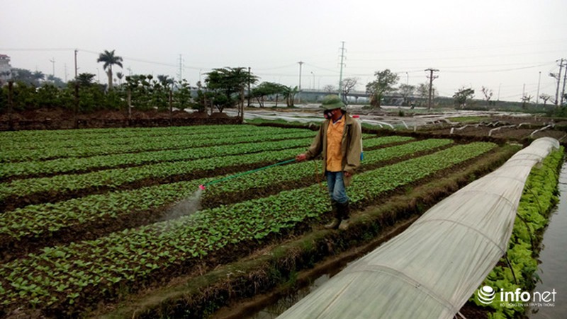 Vùng rau sạch lớn nhất Hà Nội: Rau độc, rau sạch trông chờ... lương tâm - ảnh 8