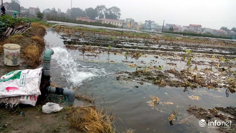 Vùng rau sạch lớn nhất Hà Nội: Rau độc, rau sạch trông chờ... lương tâm - ảnh 2