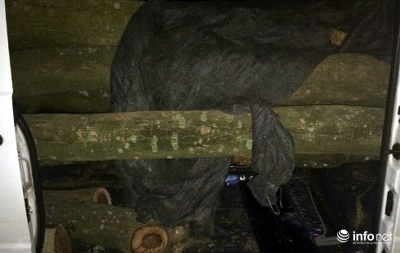 Vận chuyển gỗ sưa không nguồn gốc lúc nửa đêm bị CSGT bắt - ảnh 2