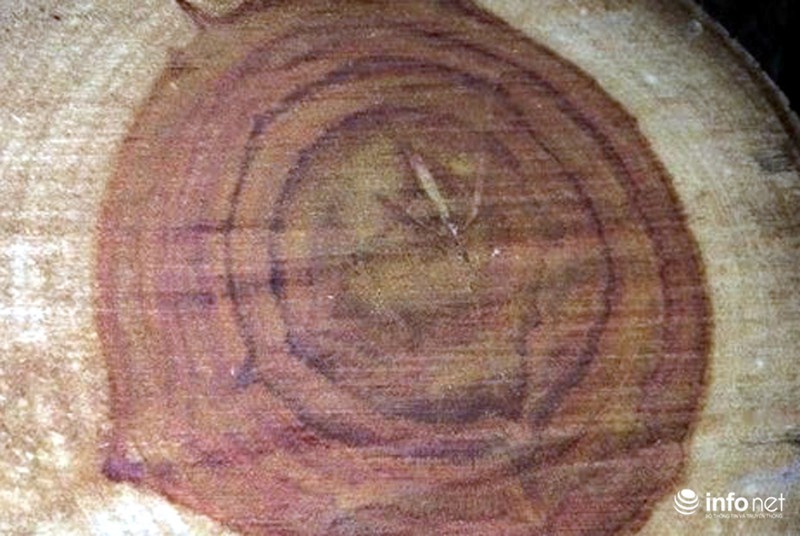 Vận chuyển gỗ sưa không nguồn gốc lúc nửa đêm bị CSGT bắt - ảnh 3