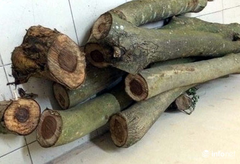 Vận chuyển gỗ sưa không nguồn gốc lúc nửa đêm bị CSGT bắt - ảnh 4