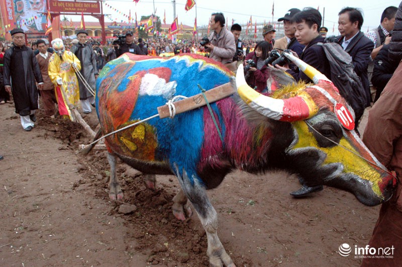 Gà trống hóa trang trên thân trâu ở Lễ hội Tịch Điền - ảnh 8