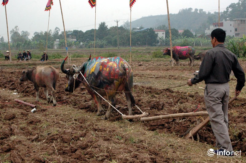 Gà trống hóa trang trên thân trâu ở Lễ hội Tịch Điền - ảnh 9