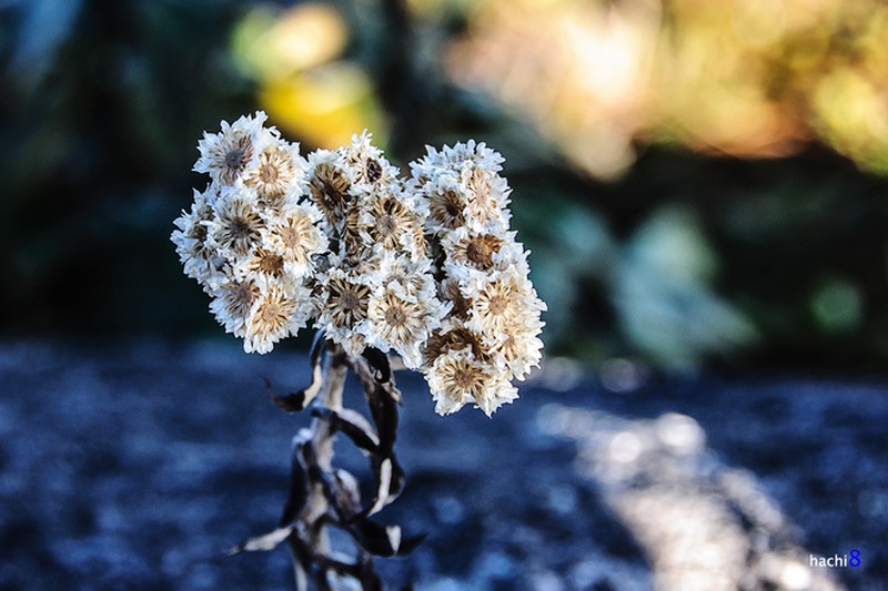 'Đại dương mây' trên đỉnh núi Muối - ảnh 2