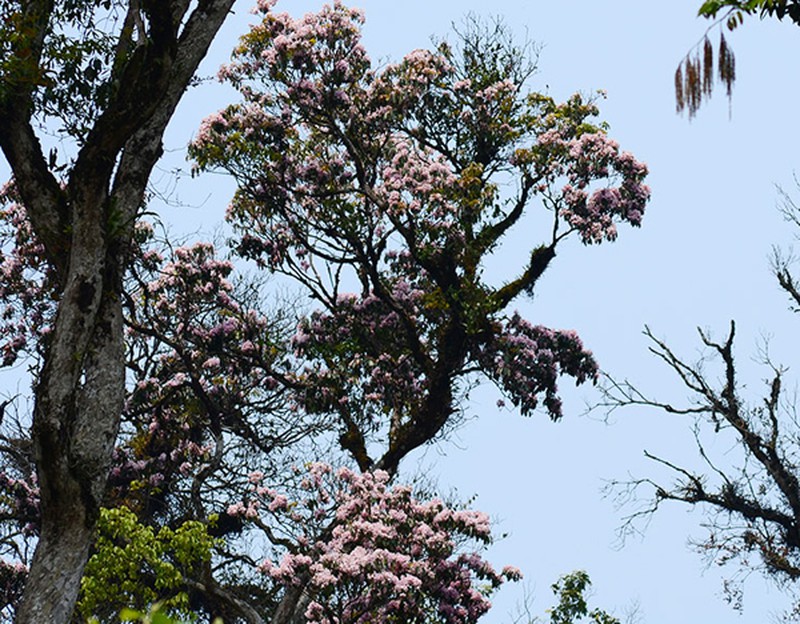 Mùa hoa đỗ quyên nở - ảnh 6