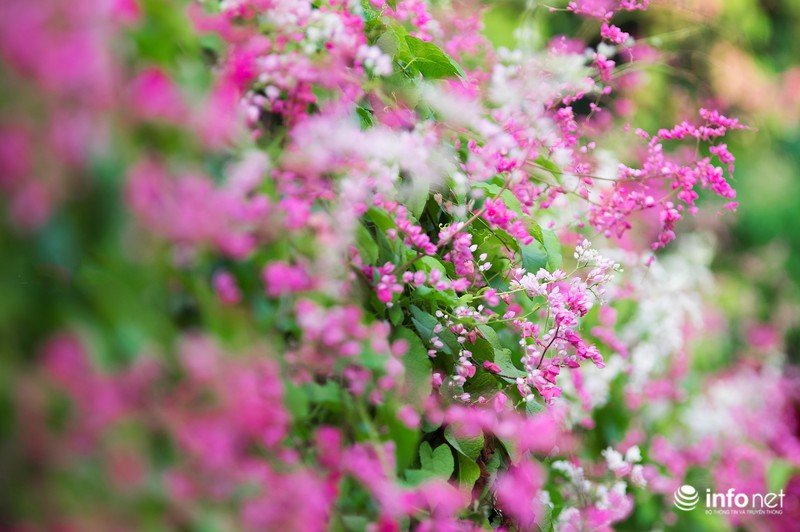 Ngỡ ngàng vẻ đẹp hai sắc Ti-gôn giữa mùa thu Hà Nội - ảnh 10