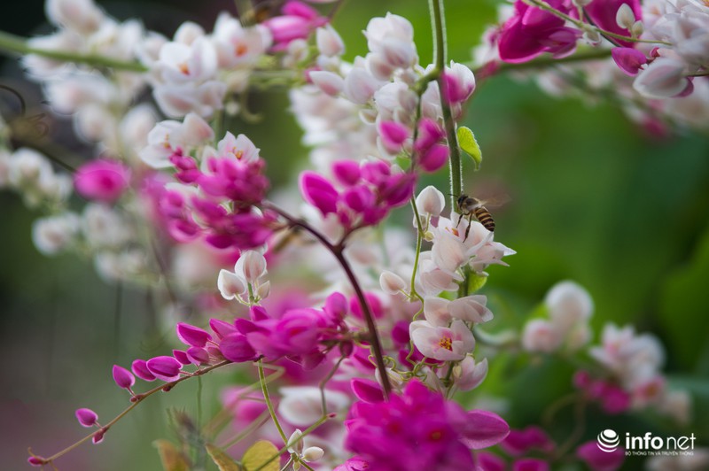 Ngỡ ngàng vẻ đẹp hai sắc Ti-gôn giữa mùa thu Hà Nội - ảnh 11