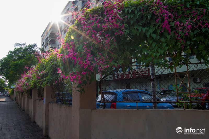 Ngỡ ngàng vẻ đẹp hai sắc Ti-gôn giữa mùa thu Hà Nội - ảnh 12