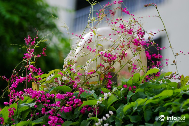 Ngỡ ngàng vẻ đẹp hai sắc Ti-gôn giữa mùa thu Hà Nội - ảnh 2