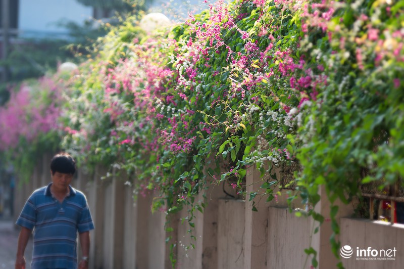 Ngỡ ngàng vẻ đẹp hai sắc Ti-gôn giữa mùa thu Hà Nội - ảnh 3