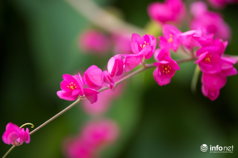 Ngỡ ngàng vẻ đẹp hai sắc Ti-gôn giữa mùa thu Hà Nội - ảnh 4