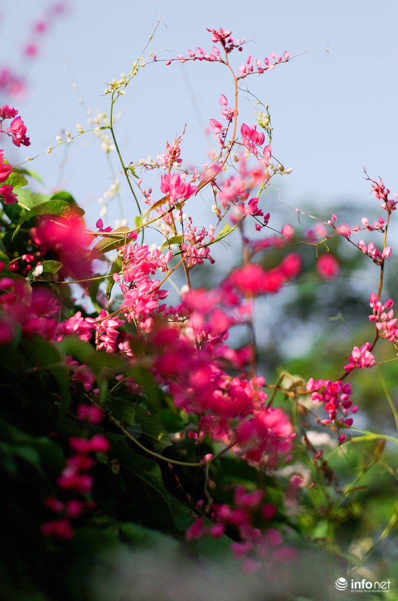 Ngỡ ngàng vẻ đẹp hai sắc Ti-gôn giữa mùa thu Hà Nội - ảnh 5