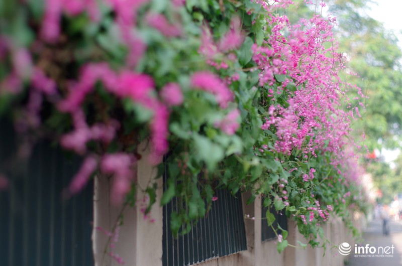 Ngỡ ngàng vẻ đẹp hai sắc Ti-gôn giữa mùa thu Hà Nội - ảnh 6