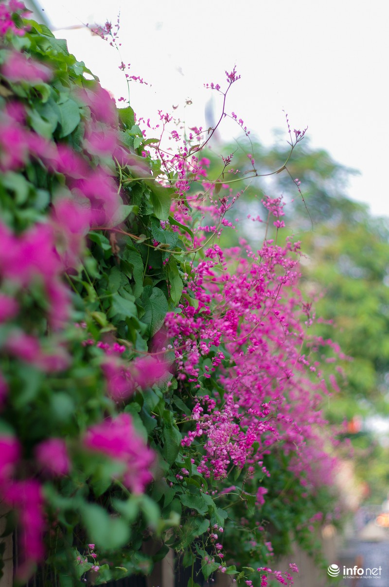 Ngỡ ngàng vẻ đẹp hai sắc Ti-gôn giữa mùa thu Hà Nội - ảnh 7