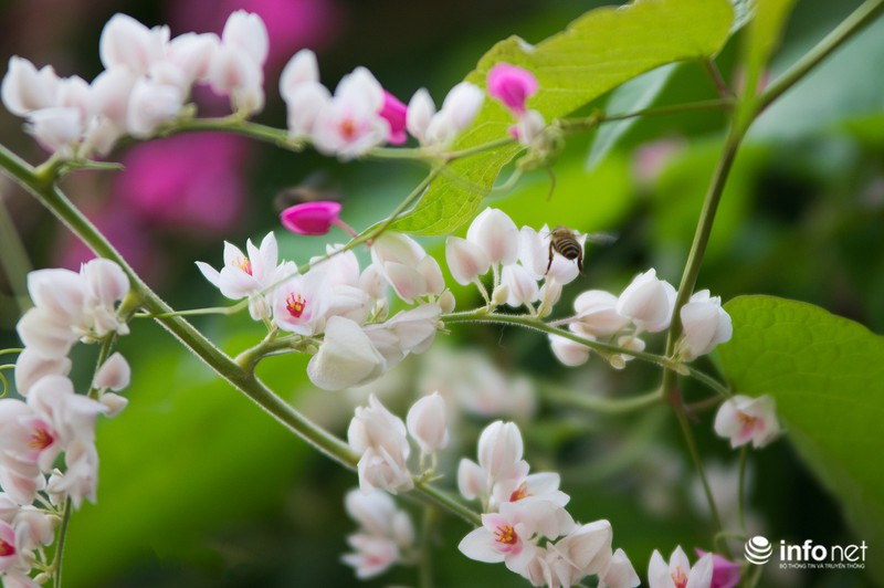 Ngỡ ngàng vẻ đẹp hai sắc Ti-gôn giữa mùa thu Hà Nội - ảnh 8