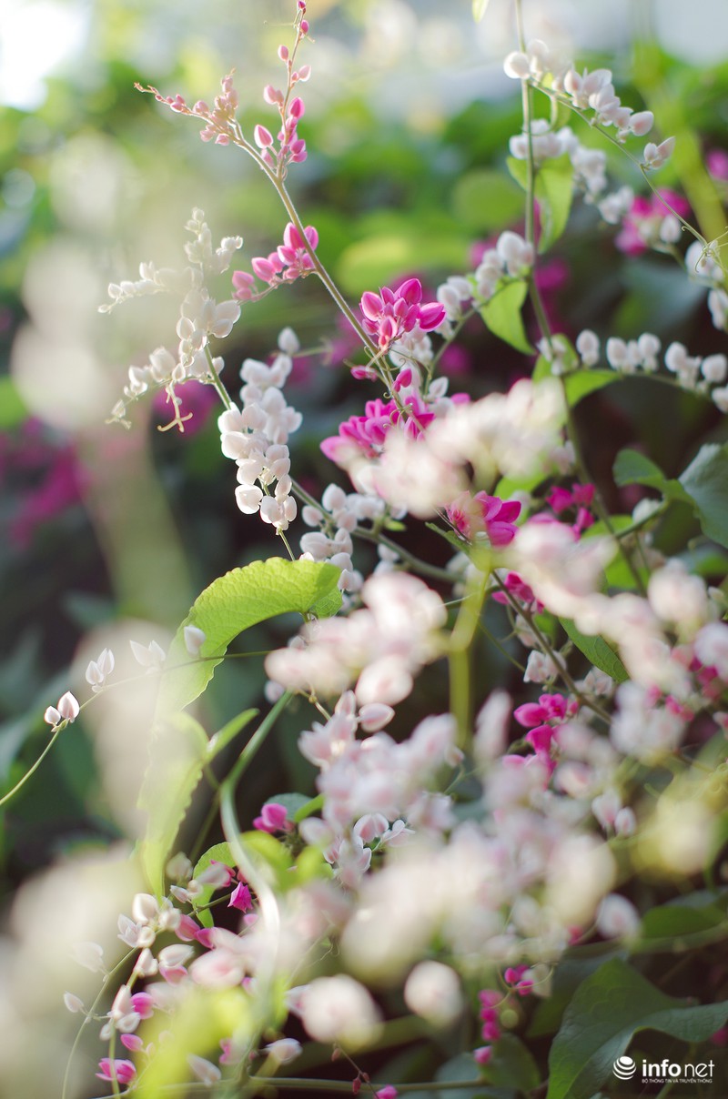 Ngỡ ngàng vẻ đẹp hai sắc Ti-gôn giữa mùa thu Hà Nội - ảnh 9