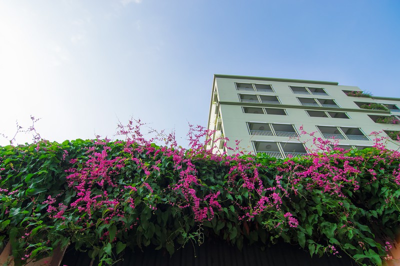 Ngỡ ngàng vẻ đẹp hai sắc Ti-gôn giữa mùa thu Hà Nội - ảnh 13