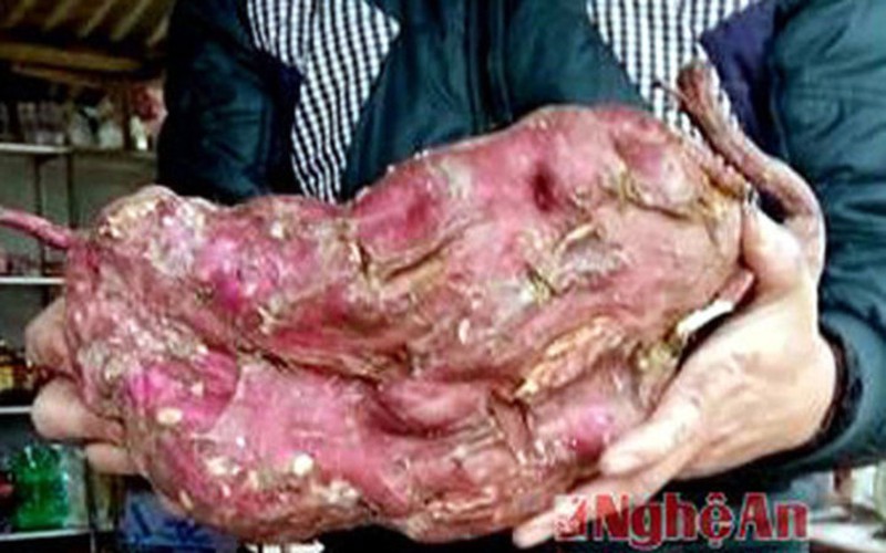 Những củ khoai lạ: Khoai hình bông sen, khoai hình cụ rùa... - ảnh 4