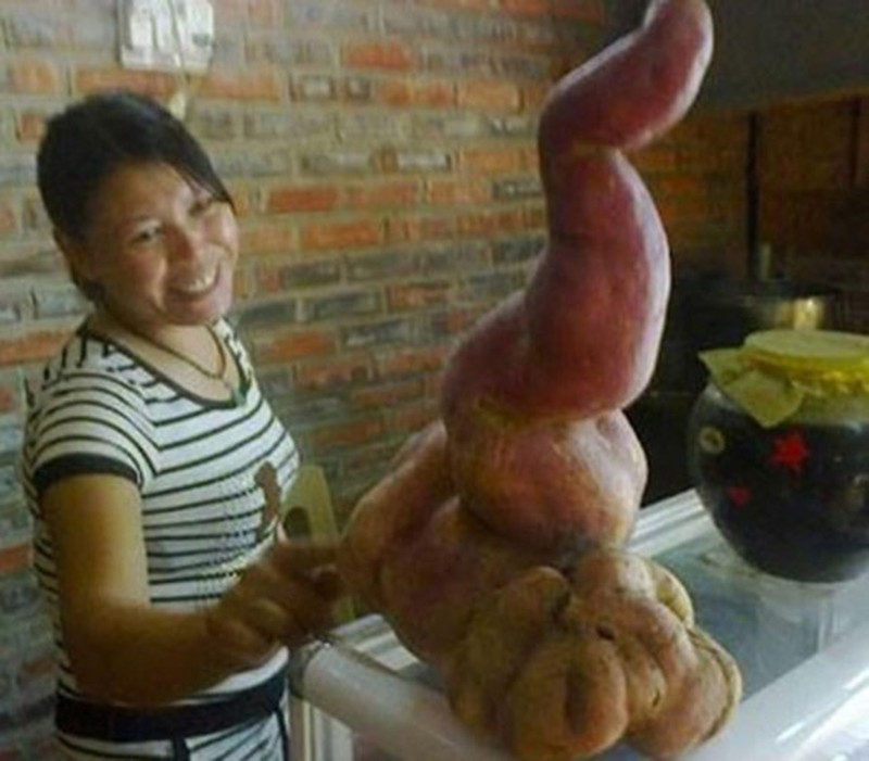 Những củ khoai lạ: Khoai hình bông sen, khoai hình cụ rùa... - ảnh 7