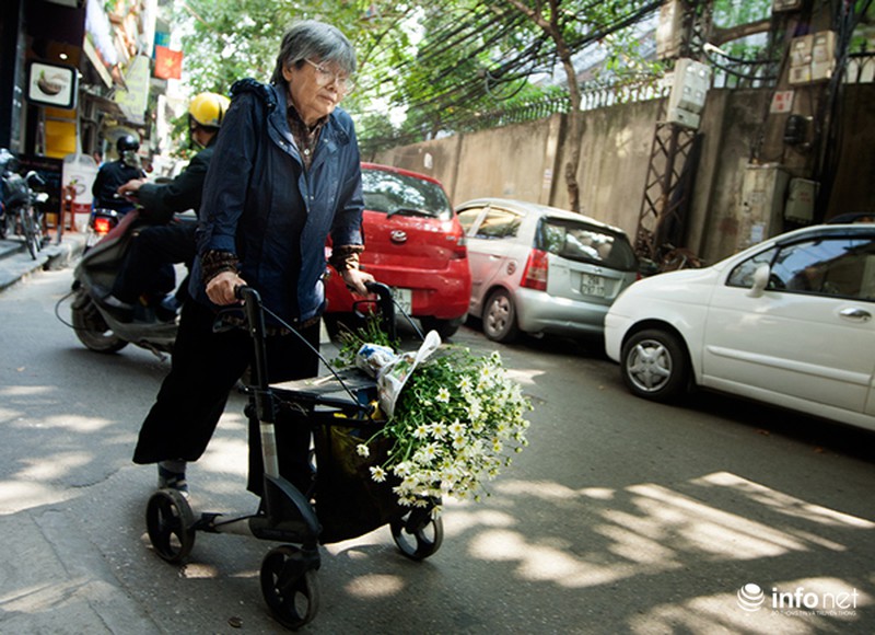 Cúc họa mi: Từ vườn xuống phố - ảnh 10