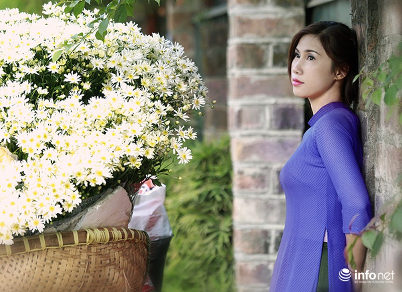 Cúc họa mi: Từ vườn xuống phố - ảnh 11