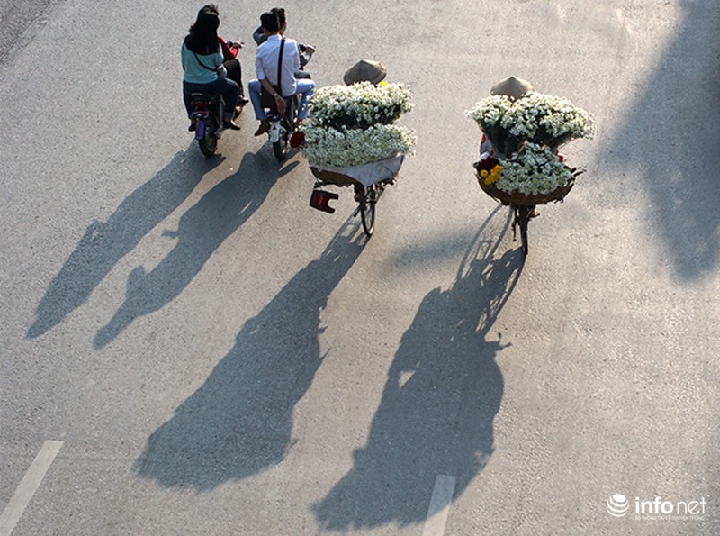 Cúc họa mi: Từ vườn xuống phố - ảnh 12