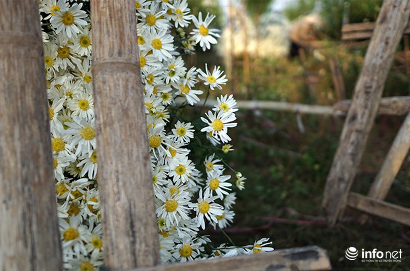 50 Hình nền Cúc Họa Mi đẹp nhất trong 2023  Hình nền hoa Hoa cúc Nhiếp  ảnh ngoài trời
