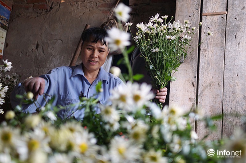 Cúc họa mi: Từ vườn xuống phố - ảnh 2