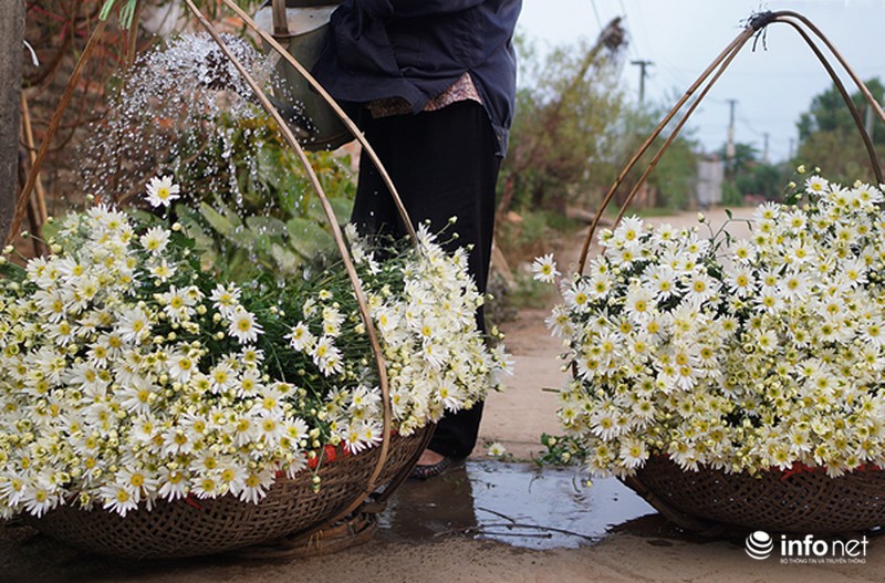 Cúc họa mi: Từ vườn xuống phố - ảnh 3